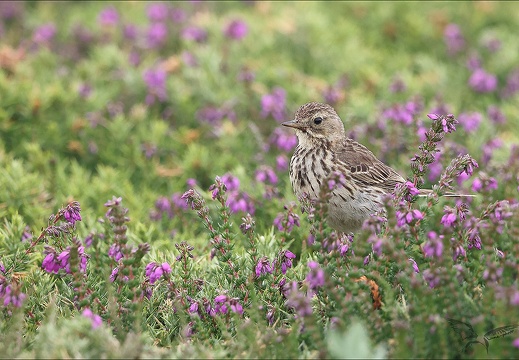 Pipit farlouse 23-06-19 025 (478 visits) Pipit farlouse 23-06-19 025