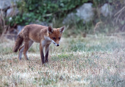 Renard roux 23-06-17 034 (509 visits) Renard roux 23-06-17 034