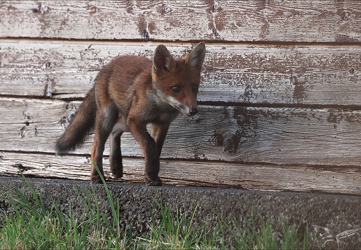 Renard roux 23-06-21 059 (445 visits) Renard roux 23-06-21 059