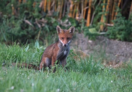 Renard roux 23-06-24 003 (692 visits) Renard roux 23-06-24 003