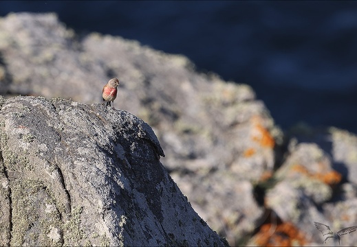 Linotte mélodieuse 23-06-23 001 (591 visits) Linotte mélodieuse 23-06-23 001