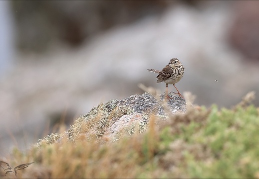 Pipit farlouse 23-06-18 004 (576 visits) Pipit farlouse 23-06-18 004