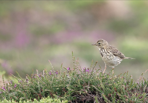 Pipit farlouse 23-06-19 012 (548 visits) Pipit farlouse 23-06-19 012