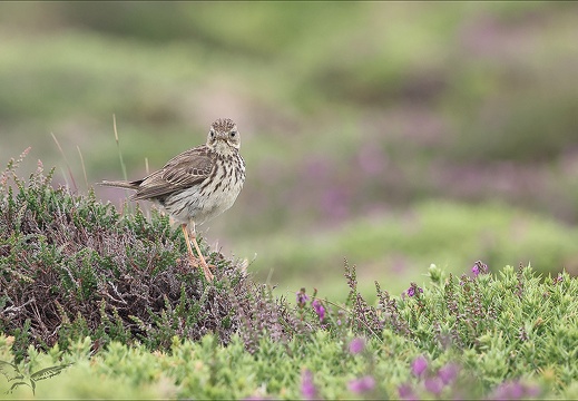 Pipit farlouse 23-06-19 021 (559 visits) Pipit farlouse 23-06-19 021