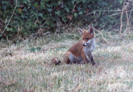 Renard roux 23-06-17 009+ (427 visits) Renard roux 23-06-17 009+