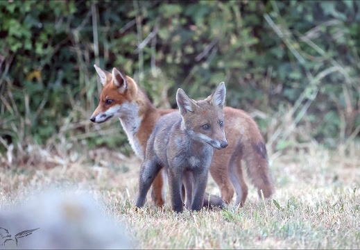 Renard roux 23-06-17 027 (759 visits) Renard roux 23-06-17 027