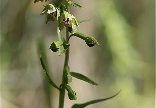 Epipactis rhodanensis 07-07-23 003 (694 visits) Epipactis rhodanensis 07-07-23 003