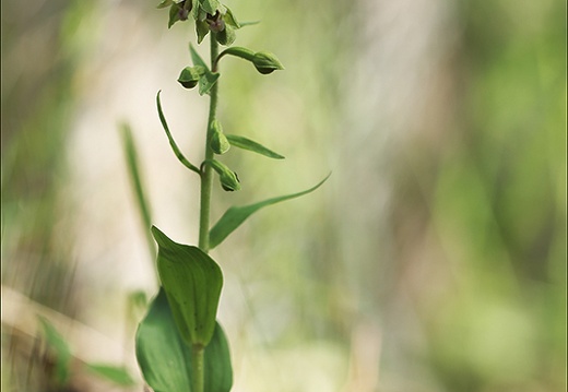 Epipactis rhodanensis 07-07-23 004 (724 visits) Epipactis rhodanensis 07-07-23 004