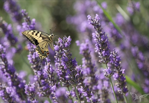 Le Machaon 04-07-23 007 (652 visits) Le Machaon 04-07-23 007