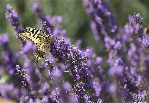 Le Machaon 04-07-23 004 (617 visits) Le Machaon 04-07-23 004