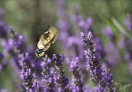 Le Machaon 04-07-23 008 (626 visits) Le Machaon 04-07-23 008