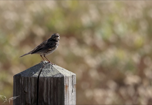 Pipit farlouse 23-06-20 002 (584 visits) Pipit farlouse 23-06-20 002