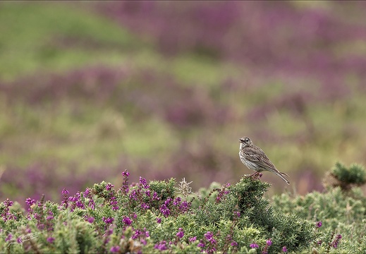 Pipit farlouse 23-06-27 013 (533 visits) Pipit farlouse 23-06-27 013