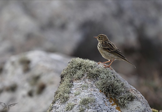 Pipit farlouse 23-06-26 002 (535 visits) Pipit farlouse 23-06-26 002
