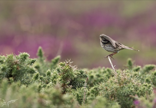 Pipit farlouse 23-06-27 008 (607 visits) Pipit farlouse 23-06-27 008