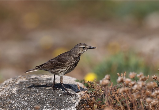Pipit maritime 23-06-22 001 (585 visits) Pipit maritime 23-06-22 001