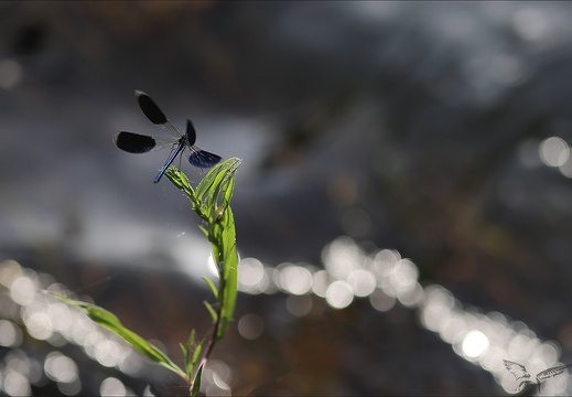 Calopteryx splendens 19-07-23 008 (548 visits) Calopteryx splendens 19-07-23 008