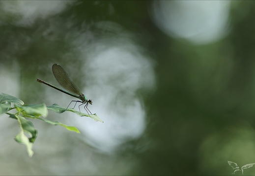 Calopteryx splendens 16-07-23 001 (647 visits) Calopteryx splendens 16-07-23 001