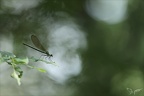 Calopteryx splendens 16-07-23 001