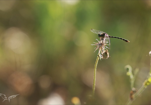 Le Gomphe à pinces ♂ 16-07-23 008 (553 visits) Le Gomphe à pinces ♂ 16-07-23 008
