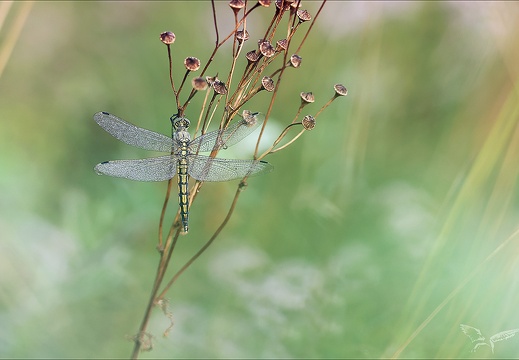 Orthetrum cancellatum 23-07-23 001 (578 visits) Orthetrum cancellatum 23-07-23 001