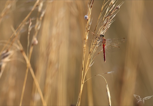 Sympetrum déprimé 23-07-23 003 (598 visits) Sympetrum déprimé 23-07-23 003