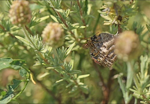 Polistes françaises 10-07-23 02 (623 visits) Polistes françaises 10-07-23 02