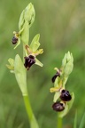 Ophrys passionnis lusus
