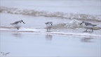 Bécasseau sanderling 01-12-23 19