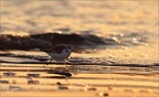 Bécasseau sanderling 02-12-23 05