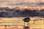 Bécasseau sanderling 02-12-23 24