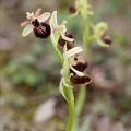 Ophrys exaltata subs marzuela-s_24-03-24_32.jpg