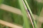 Ischnura elegans 15-04-24 03