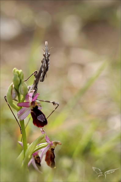 Ophrys drumana et diablotin 27-04-24 16