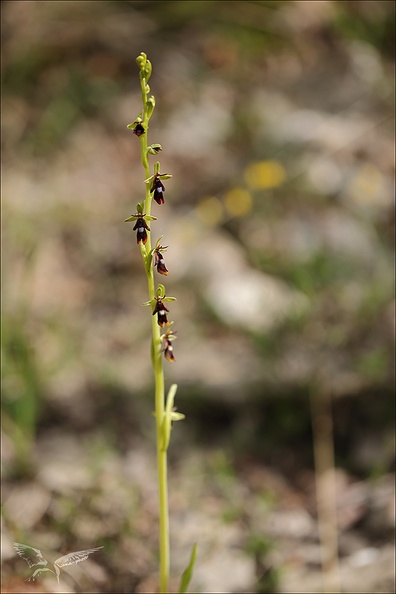 Ophrys  insectifera_27-04-24_06.jpg