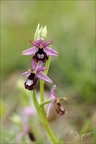 Ophrys drumana 27-04-24 07