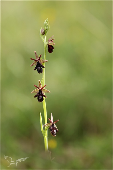 Ophrys drumana x insectifera_27-04-24_06.jpg