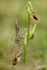 Ophrys drumana et diablotin 27-04-24 21