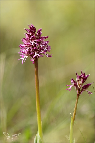Orchis militaris x purpurea_27-04-24_03.jpg
