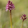 Orchis militaris x purpurea 27-04-24 03