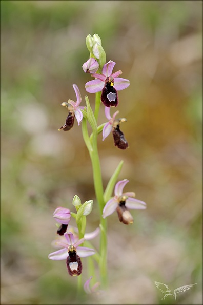 Ophrys drumana_27-04-24_11.jpg