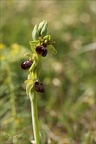 Ophrys sphegodes 25-04-24 11