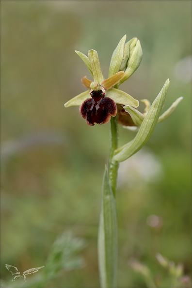 Ophrys sphegodes_25-04-24_15.jpg