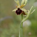 Ophrys sphegodes 25-04-24 15