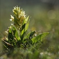Dactylorhyza sambucina 10-05-24 18