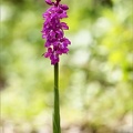Orchis mascula 08-05-24 12