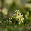 Dactylorhyza sambucina 10-05-24 33