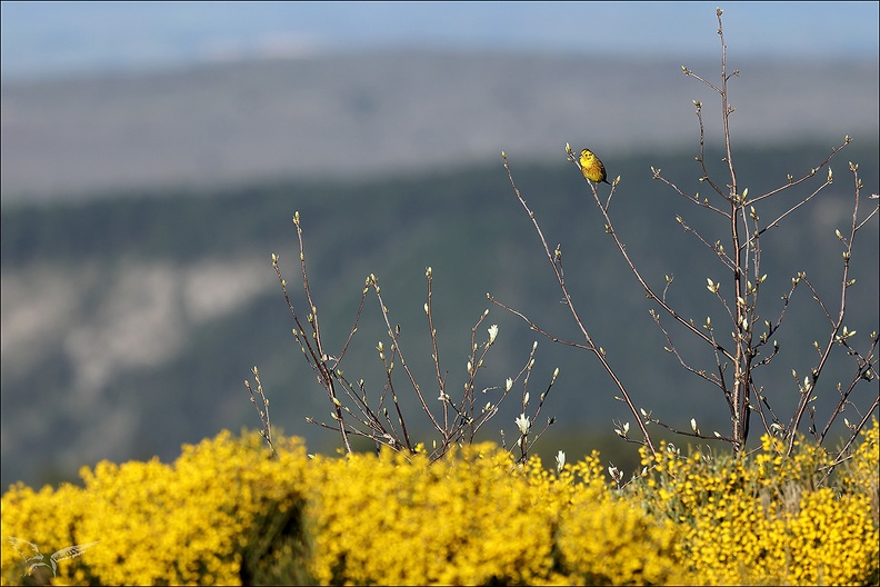 Bruant jaune.jpg