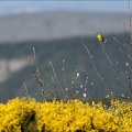 Bruant jaune