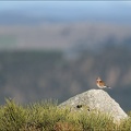 Linotte mélodieuse